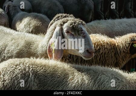 Cute portrait of farm animal sheep, fur lamb in spring.Group of sheep grazing in paddock in countryside.Herd of sheep,detail of head.Mammal animals fa Stock Photo