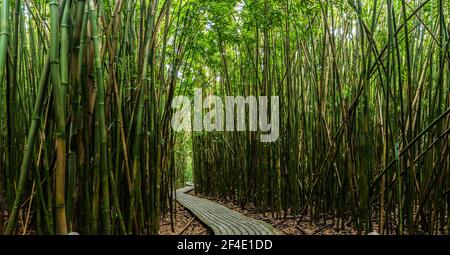 Boardwalk Through Giant  Bamboo Forest on The Pipiwai Trail, Kipahulu District, Haleakal National Park, Maui, Hawaii, USA Stock Photo