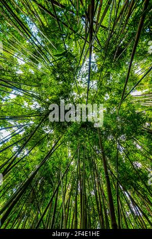 Vertical View of Giant Bamboo Forest on The Pipiwai Trail, Kipahulu District, Haleakal National Park, Maui, Hawaii, USA Stock Photo