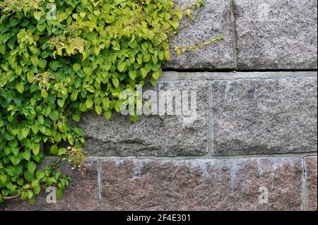 Hydrangea climbing on a stone wall Stock Photo