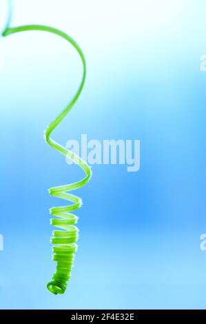 Creeper plant tendril against blue background. Selective focus and very shallow depth of field. Stock Photo