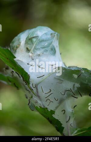 Fall webworm caterpillars (Hyphantria cunea) still in the cocoon during the late summer Stock Photo