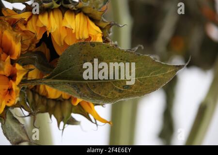 Plants radiantly reflecting light Stock Photo