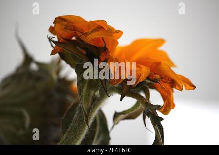 Plants radiantly reflecting light Stock Photo