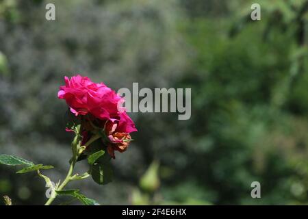 Plants radiantly reflecting light Stock Photo