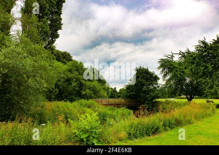 Greenery and Foliage on a stroll through the forest Stock Photo