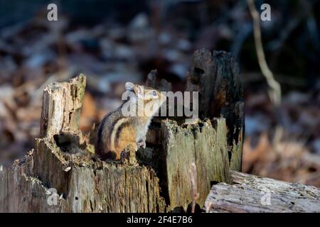 The eastern chipmunk (Tamias striatus) in the spring forest Stock Photo