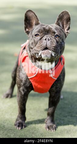 2-Years-Old Brindle French Bulldog Male Puppy Barking at the Photographer Stock Photo