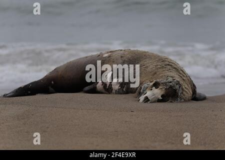 Dead elephant seal on Limantor beach California Stock Photo