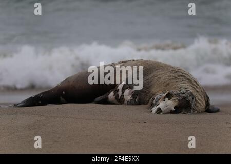 Dead elephant seal on Limantor beach California Stock Photo