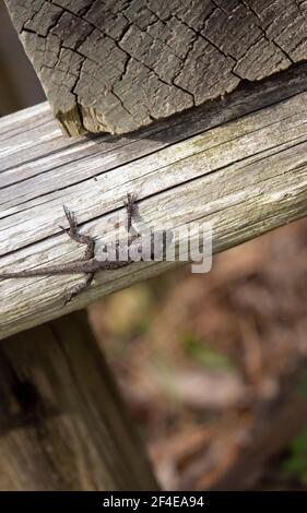 Female eastern fence lizard (Sceloporus consobrinus) on a wooden post Stock Photo