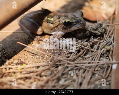 Common tree frog on wall, Amphibians in Thailand Stock Photo