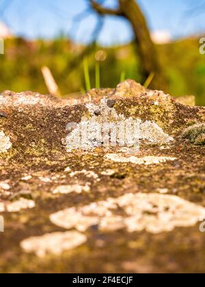 Lichens and moss on a rock - selective focus Stock Photo