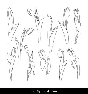 Vector illustration of a tulip. Doodle style. Suitable for design, printing, decoration, textiles, paper and colorings. Stock Vector