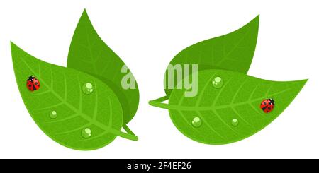 Red Ladybug And Water Drops On Green Leaf Isolated Vector Illustration Art Stock Vector