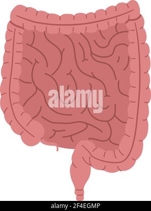 Healthy human intestines, digestive organ vector illustration isolated on white background. Stock Vector
