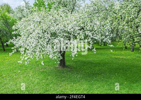 old apple-tree blossoming with white flowers. spring sunny day in garden. Stock Photo