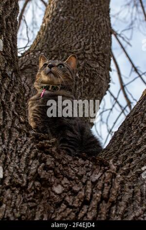Close up low angle view of a gray striped tabby cat sitting up in a large mature tree, looking outward Stock Photo
