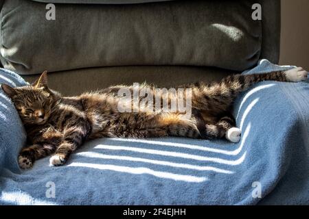 Close up view of a stretched out gray striped tabby cat napping on a towel covered lounge chair, with window filtered sunlight warming his fur Stock Photo