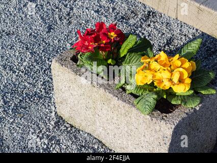 Red and yellow primula decorated in the stone pot on the street Stock Photo