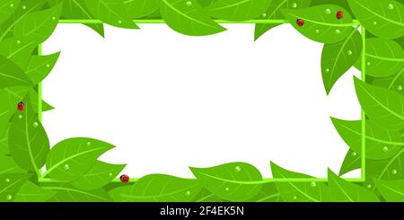 Banner Frame With Red Ladybugs And Green Leaves With Water Drops Isolated Vector Illustration Background Stock Vector
