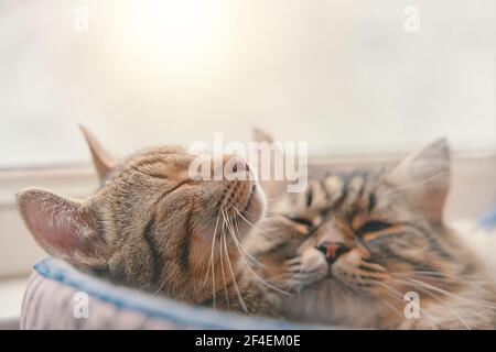 Two cats sleep in basket on window background. Pets relaxing. Bed for domestic animals. Furry and striped pussycats. Stock Photo