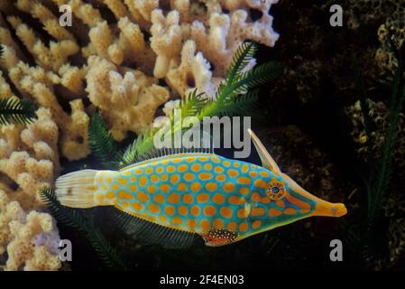 The orange spotted filefish or harlequin filefish, Oxymonacanthus longirostris, is a filefish in the family Monacanthidae Stock Photo