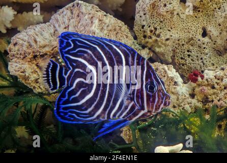 The emperor angelfish (Pomacanthus imperator) is a species of marine angelfish. Stock Photo