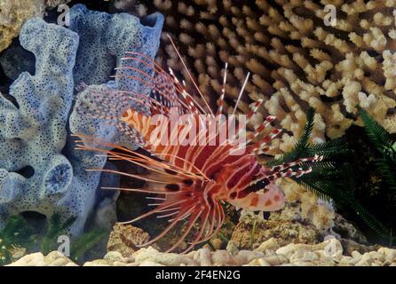 The spotfin lionfish or broadbarred firefish (Pterois antennata) is a fish found in the tropical Indian and Western Pacific Oceans Stock Photo