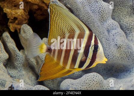 The sailfin tang (Zebrasoma veliferum) is a marine reef tang in the fish family Acanthuridae. Stock Photo
