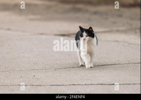 A cat walks along the street Stock Photo