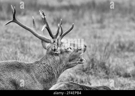 Deer male smells the trace of a female, Black and white portrait of Red deer in rutting season (Cervus elaphus) Stock Photo
