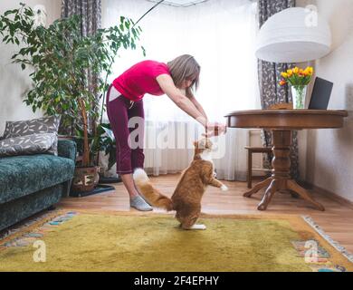 Ginger cat tries to play with the owner and reaches for her hand Stock Photo