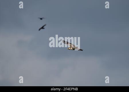 Buzzard bird in flight with wings spread wide near to Oss, Netherlands Stock Photo