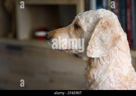 Close up of the head of a beige coloured Labradoodle dog as it sits sideways to the camera Stock Photo