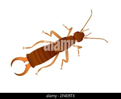 Top view of insect bug earwig cartoon animal design vector illustration isolated on white background. Stock Vector