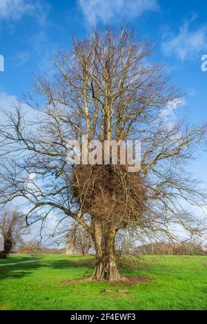 Leafless tree, likely Lime Tree (Tilia) showing very dense epicormic growth on the trunk. Growing in Winter in Arundel Park Estate, West Sussex, UK. Stock Photo