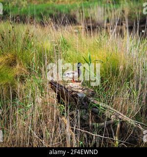 A Mallard duck, among the vegetation of the Albufera de Valencia wetland. Stock Photo