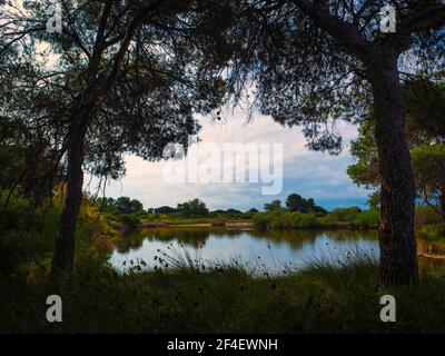 The wetland of the Albufera de Valencia Natural Park between two large trees Stock Photo