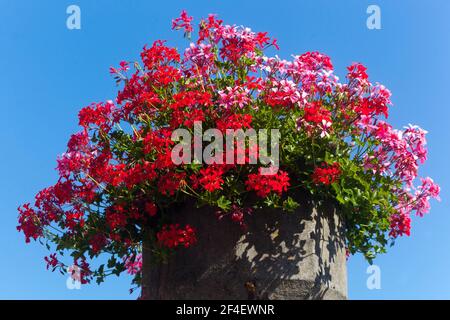 Pelargonium in a container, Ivy Leaf Geranium, a container of flowers container Stock Photo