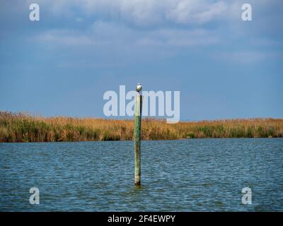 A small bird perched on a wooden pole in the water of the Albufera de Valencia wetland. Stock Photo