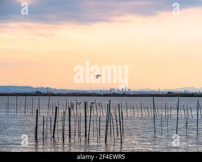 A grey heron flies over the waters of the Albufera de Valencia nature park. Stock Photo
