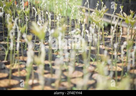 grafted avocado fruit plant tree grafting in nursery house. avocados propagation Stock Photo