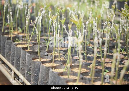 grafted avocado fruit plant tree grafting in nursery house. avocados propagation Stock Photo