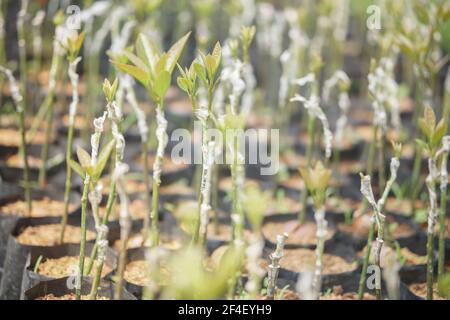 grafted avocado fruit plant tree grafting in nursery house. avocados propagation Stock Photo