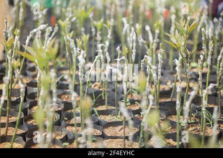 grafted avocado fruit plant tree grafting in nursery house. avocados propagation Stock Photo