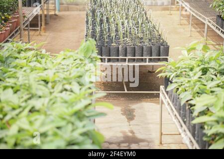 grafted avocado fruit plant tree grafting in nursery house. avocados propagation Stock Photo