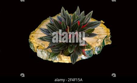 Studio shot of plant on wooden disc Stock Photo