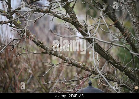 Goldfinch sitting on a branch next to a feeder Stock Photo