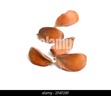 seed European beech Fagus sylvatica. Isolated on white background. Stock Photo